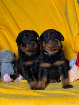 Beauceron - Owczarek francuski z rodowodem - 2