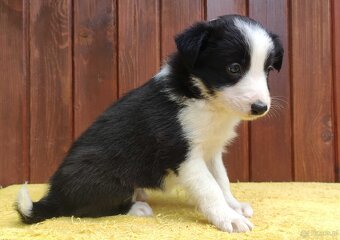 Szczeniak BORDER COLLIE z Hodowli - Rasowa suczka z pełną do - 2