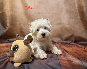 west highland white terrier - 2