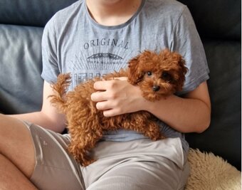 Pudel Toy red piękna ruda suczka Deebie - 2