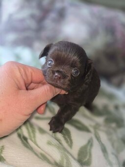 Chihuahua - 2
