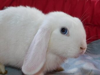 Cudowne baranki mini lop - 2