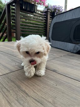 Szczeniaki maltipoo maltańczyk chłopcy - 2