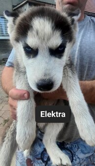 Syberiany husky - 2