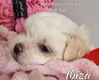 Suczka rasy maltańczyk linia koreańska - 2