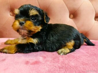 York Mega Piękny Luxusowy. Cudna Buzia. - 2