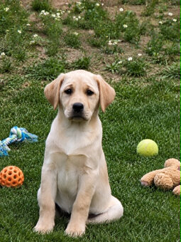 Labrador Retriver - 2