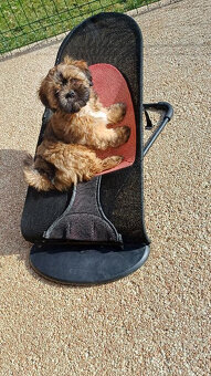 Szczenięta Lhasa Apso na sprzedaż - 2