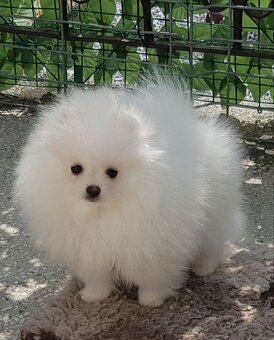 Szpic miniaturowy pomeranian piękne szczenięta. - 2