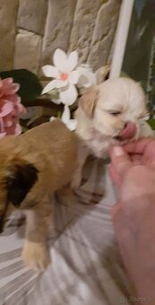 Lhasa apso kuzyn shih tzu - 2