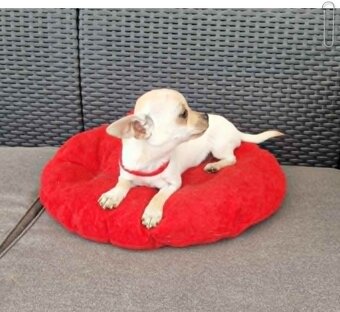 Chihuahua malutki kremowo biały piesek - 2