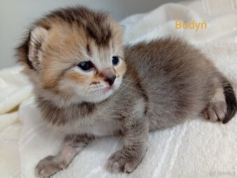 Cudowne Kocie Maleństwa Szkockie Szynszyle - 2