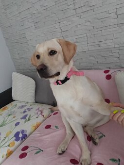 Sprzedam labradora biszkoptowego - 2