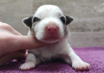 Rasowy pies bluemerle Border Collie z pełną dok. przebadani - 2