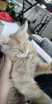 Maine Coon kocięta - 2