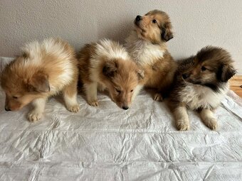 Owczarek szkocki - 2