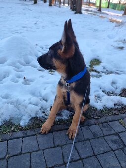 Owczarek Niemiecki krotkowlosy - 2