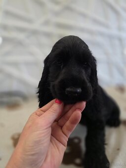 Cocker spaniel angielski Moris Mambo - 2