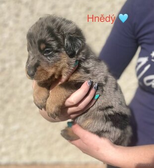 Beauceron - 2