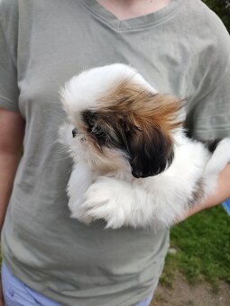Suczkaa mieszanka pekińczyk shih-tzu - 2