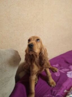 Cocker Spaniel Angielski - 2