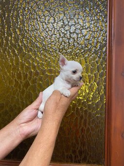 Szczeniaki rasy chihuahua - 2