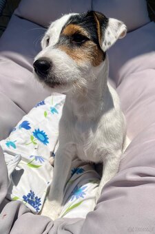 Parson Russell Terrier szczeniak z rodowodem - 2