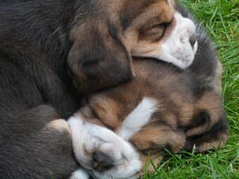Szczenięta beagle rodowodowe ZKwP/FCi - 2