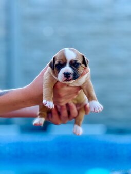 Szczenięta Amstaff - 2
