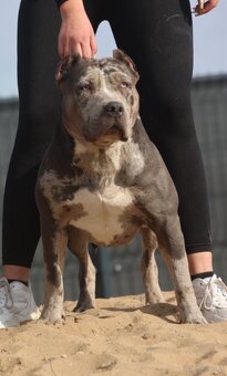 American bully XL s PP - 2