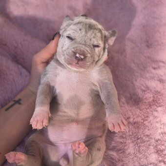 American Bully Xl - 2