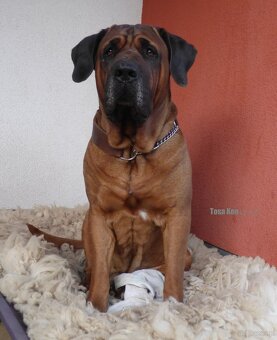 Tosa inu - szczenięta s PP - 2