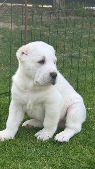 Owczarek środkowoazjatycki alabai - 2