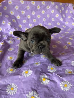 Buldog francuski blue - 2