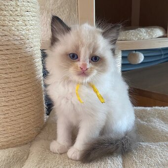 Kotki Ragdoll najspokojniejsza rasa kotów na świecie - 2
