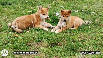 Dwoje szczeniąt Shiba Inu ur.07.08.2026r. - 2