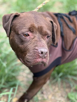 Pitbull Red Nose -dziewczynka schronisko Zgierz -aktualne - 2