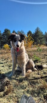 Border collie suczka - 2