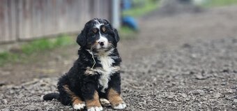 Bernenski Pies Pasterski - 2