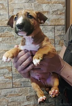 Bulterier miniaturowy FCI ZKwP szczenięta - 2