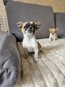 Szczeniaki chihuahua - 2