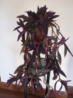 Trzykrotka purpurowa tradeskancja setkrezja fioletowa roślin - 2