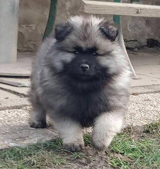 Wilczy szpic / Keeshond polecam rodowodowe szczenieta - 2