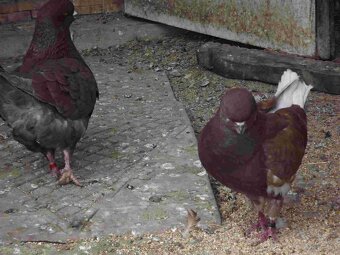 sprzedam gołębie - 2