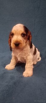 Cocker spaniel angielski - 2