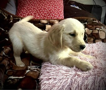 Golden Retriever - 2