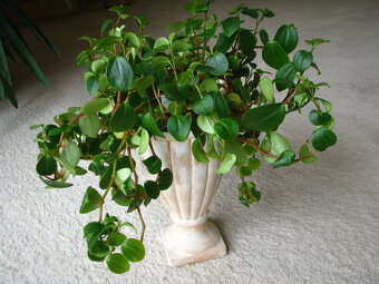 Mulenbekia – piękna zdrowa roślinka ozdobna - 2