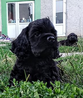 Cocker spaniel american/PP fci - 2