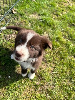 Suczka brązowo biała border collie - 2