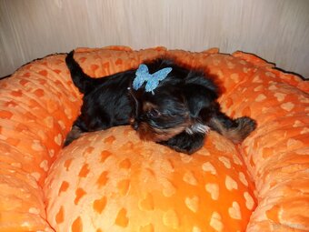 Yorkshire Terrier Black Tan - 2